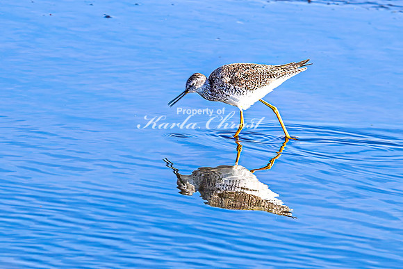 Greater Yellowlegs 41 - April 25, 2025 - Lund Waterfowl Production Area
