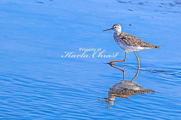 Greater Yellowlegs 42 - April 25, 2025 - Lund Waterfowl Production Area