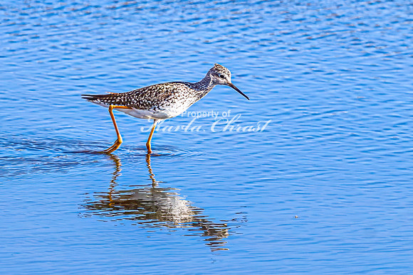 Greater Yellowlegs 43 - April 25, 2025 - Lund Waterfowl Production Area