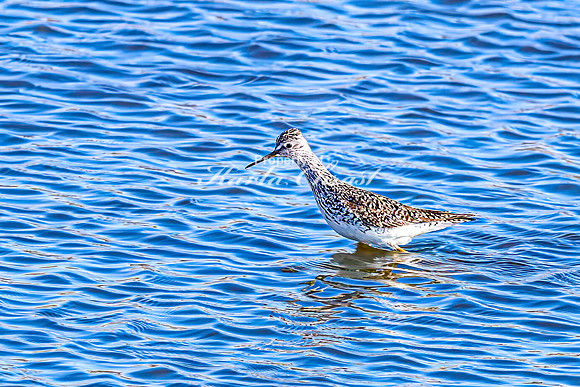 Greater Yellowlegs 45 - April 25, 2025 - Lund Waterfowl Production Area