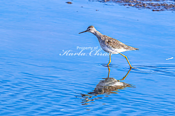 Greater Yellowlegs 44 - April 25, 2025 - Lund Waterfowl Production Area
