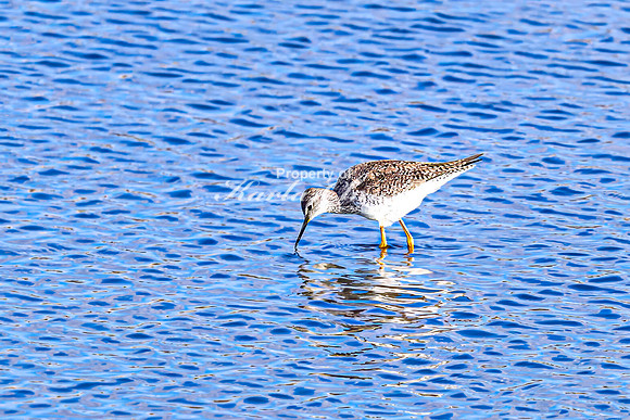 Greater Yellowlegs 46 - April 25, 2025 - Lund Waterfowl Production Area