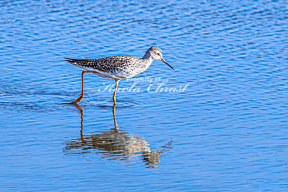 Greater Yellowlegs 47 - April 25, 2025 - Lund Waterfowl Production Area