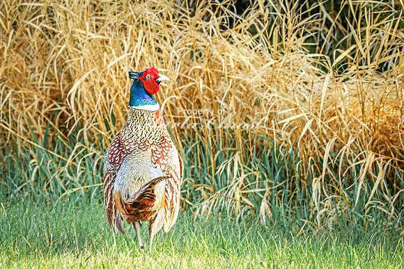 Ring-necked Pheasant, Male 40 - April 25, 2025 Lake Louise State Park South Dakota