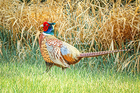 Ring-necked Pheasant, Male 41 - April 25, 2025 Lake Louise State Park South Dakota