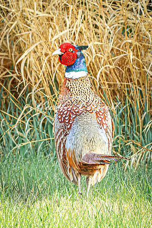 Ring-necked Pheasant, Male 42 - April 25, 2025 Lake Louise State Park South Dakota