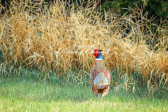 Ring-necked Pheasant, Male 43 - April 25, 2025 Lake Louise State Park South Dakota