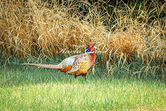 Ring-necked Pheasant, Male 44 - April 25, 2025 Lake Louise State Park South Dakota
