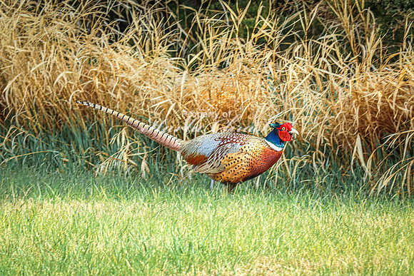 Ring-necked Pheasant, Male 45 - April 25, 2025 Lake Louise State Park South Dakota