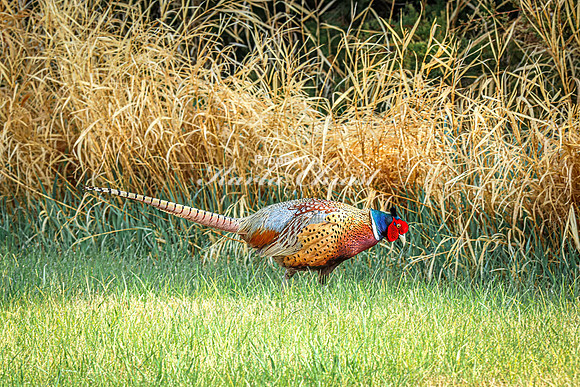 Ring-necked Pheasant, Male 46 - April 25, 2025 Lake Louise State Park South Dakota
