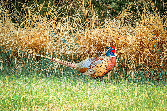 Ring-necked Pheasant, Male 47 - April 25, 2025 Lake Louise State Park South Dakota