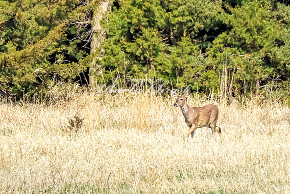 Whitetail Deer 39 - April 25, 2025 Lake Louise State Park South Dakota