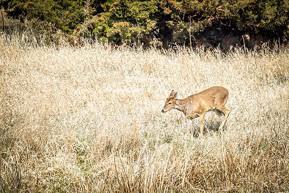 Whitetail Deer 40 - April 25, 2025 Lake Louise State Park South Dakota