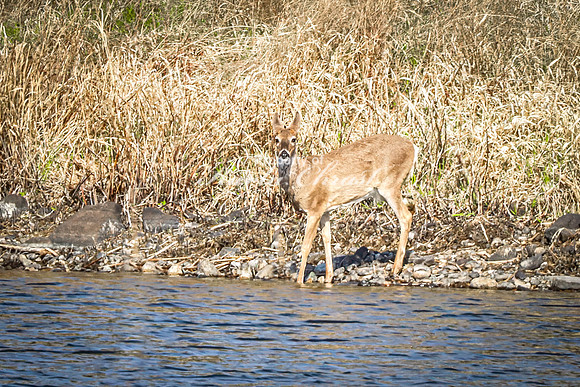 Whitetail Deer 41 - April 25, 2025 Lake Louise State Park South Dakota