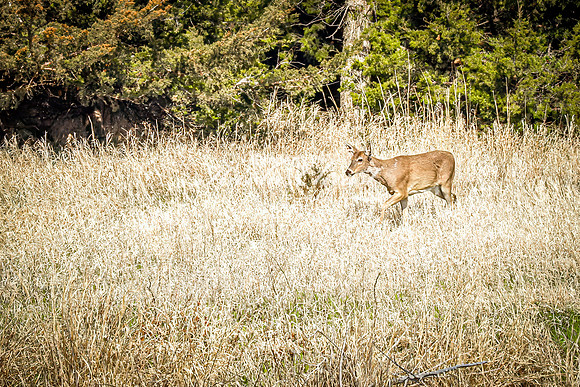 Whitetail Deer 42 - April 25, 2025 Lake Louise State Park South Dakota