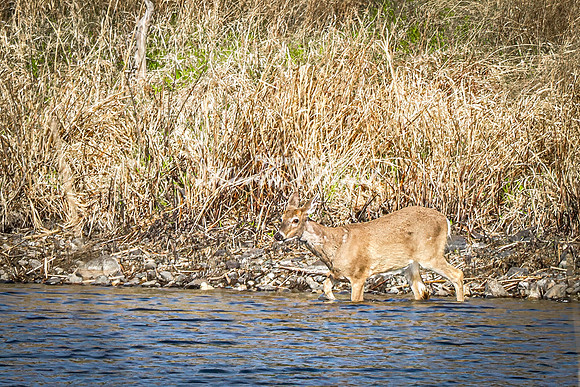 Whitetail Deer 43 - April 25, 2025 Lake Louise State Park South Dakota