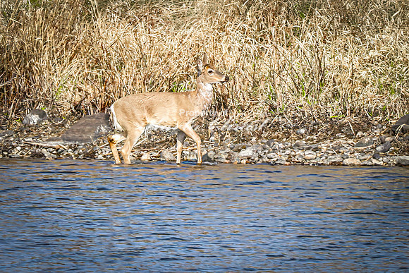 Whitetail Deer 44 - April 25, 2025 Lake Louise State Park South Dakota