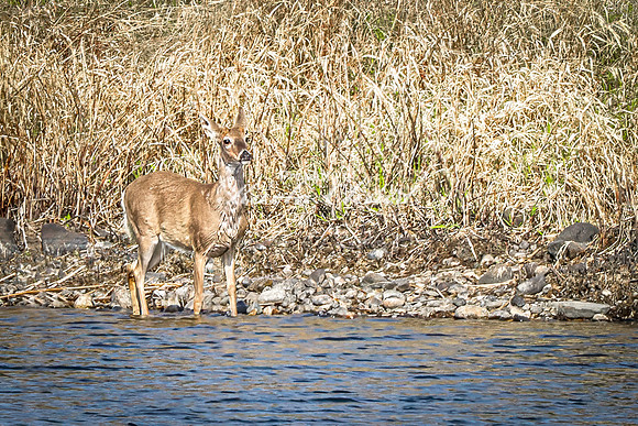 Whitetail Deer 45 - April 25, 2025 Lake Louise State Park South Dakota