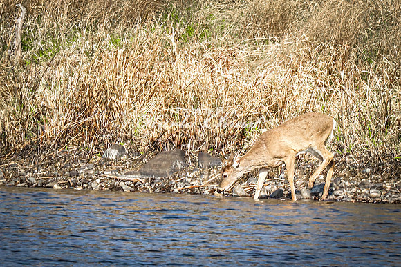 Whitetail Deer 46 - April 25, 2025 Lake Louise State Park South Dakota