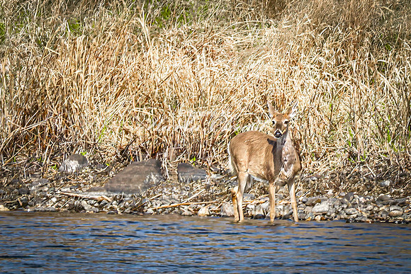 Whitetail Deer 47 - April 25, 2025 Lake Louise State Park South Dakota