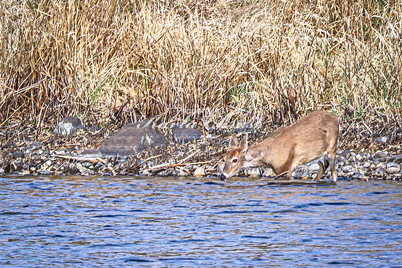 Whitetail Deer 48 - April 25, 2025 Lake Louise State Park South Dakota