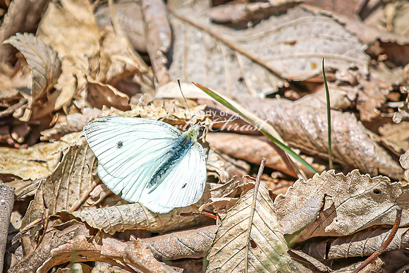 Cabbage White Butterfly 18 - April 25, 2025 Lake Louise State Park South Dakota
