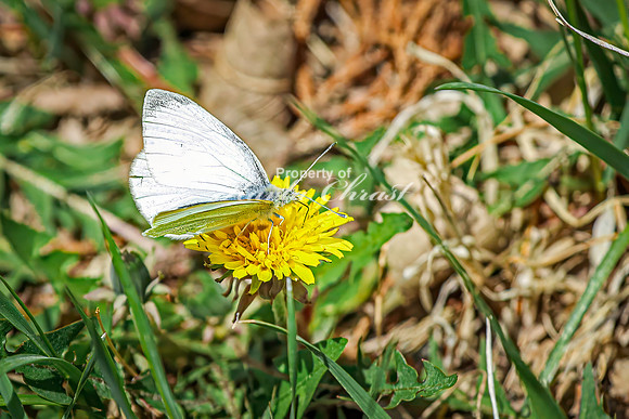 Cabbage White Butterfly 19 - April 25, 2025 Lake Louise State Park South Dakota