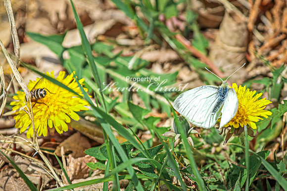 Cabbage White Butterfly 20 - April 25, 2025 Lake Louise State Park South Dakota