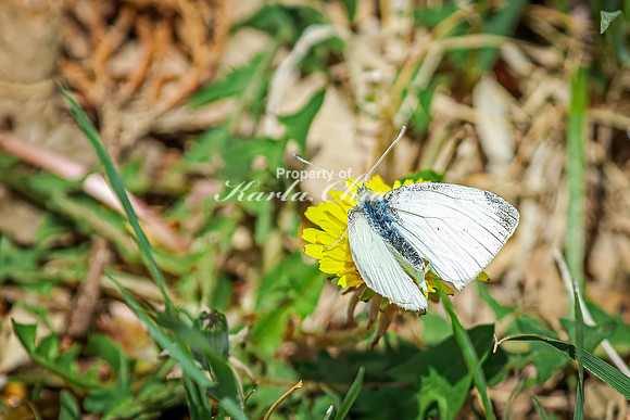 Cabbage White Butterfly 21 - April 25, 2025 Lake Louise State Park South Dakota