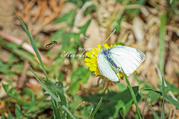 Cabbage White Butterfly 22 - April 25, 2025 Lake Louise State Park South Dakota