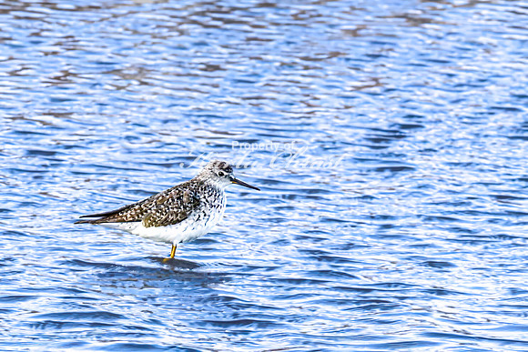 Greater Yellowlegs 29 - April 25, 2025 Lund Waterfowl Production Area