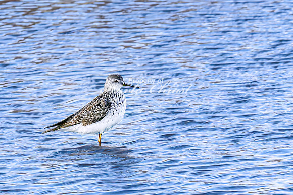 Greater Yellowlegs 30 - April 25, 2025 Lund Waterfowl Production Area