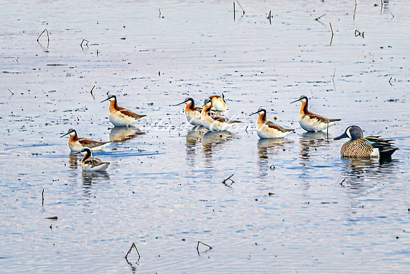 Wilson's Phalarope 2 - April 25, 2025 Lund Waterfowl Production Area