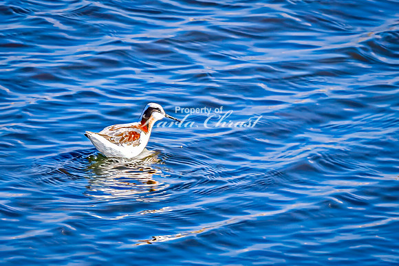 Wilson's Phalarope 3 - April 25, 2025 Lund Waterfowl Production Area