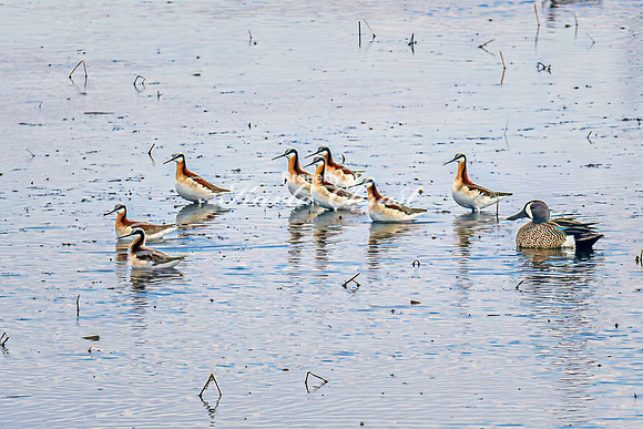 Wilson's Phalarope 4 - April 25, 2025 Lund Waterfowl Production Area