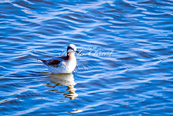Wilson's Phalarope 5 - April 25, 2025 Lund Waterfowl Production Area