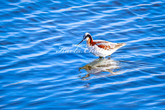 Wilson's Phalarope 6 - April 25, 2025 Lund Waterfowl Production Area