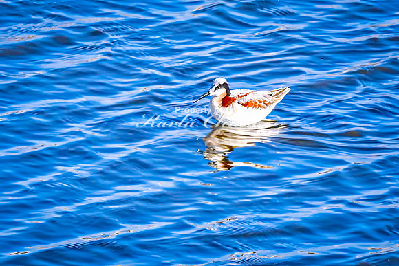 Wilson's Phalarope 7 - April 25, 2025 - Lund Waterfowl Production Area