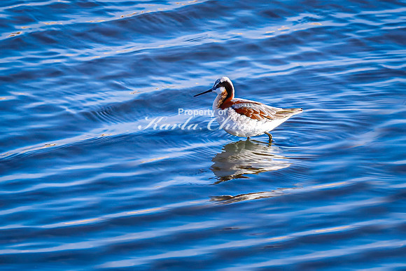Wilson's Phalarope 8 - April 25, 2025 - Lund Waterfowl Production Area