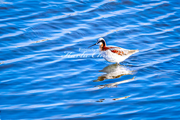 Wilson's Phalarope 9 - April 25, 2025 - Lund Waterfowl Production Area