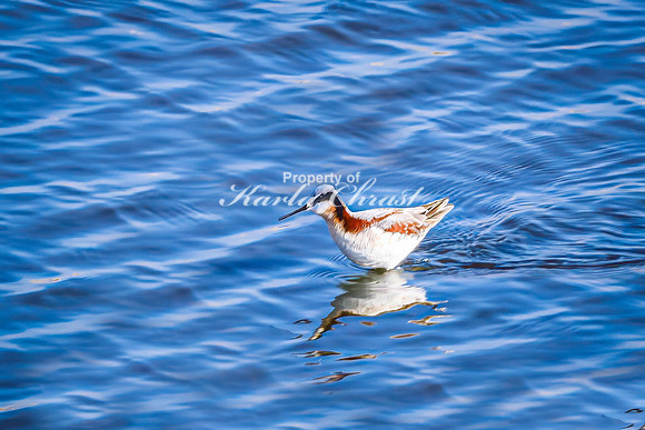 Wilson's Phalarope 10 - April 25, 2025 - Lund Waterfowl Production Area