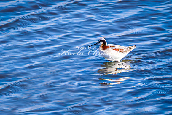 Wilson's Phalarope 11 - April 25, 2025 - Lund Waterfowl Production Area