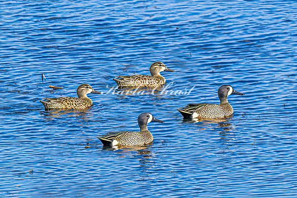 Blue-winged Teal 10 - April 25, 2025 Lund Waterfowl Production Area