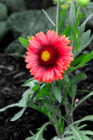Blanket Flower 2 - June 14, 2023