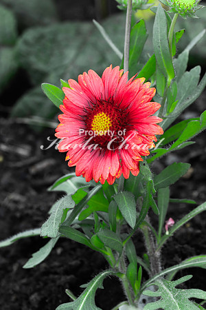 Blanket Flower 2 - June 14, 2023