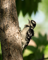 Downy Woodpecker 14 - June 4, 2010