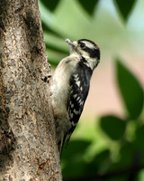 Downy Woodpecker 1 - June,  2010
