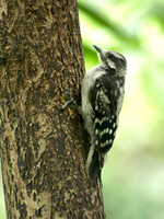 Downy Woodpecker 15 - July 10, 2009