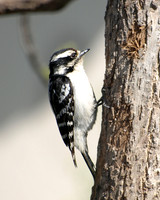 Downy Woodpecker 2 - May 15, 2011