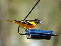 Baltimore Oriole 8 - May 15, 2011